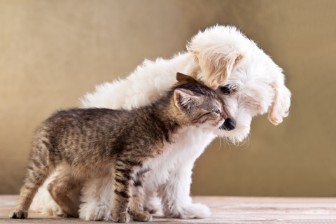 Das Life Of Cat And Dog Wallpaper 480x320