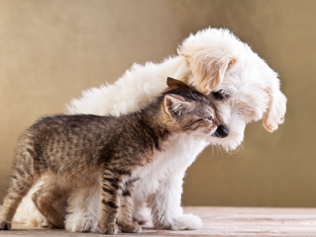 Life Of Cat And Dog wallpaper 640x480