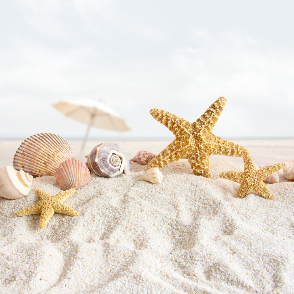 Sfondi Seashells On The Beach 1024x1024