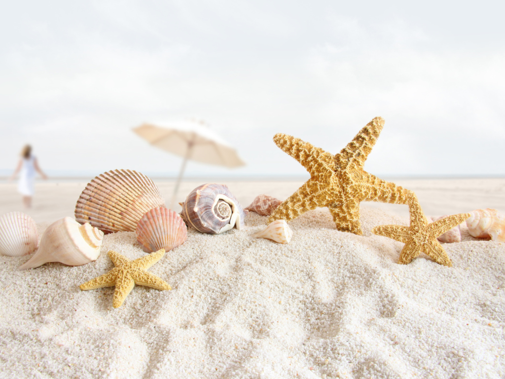 Sfondi Seashells On The Beach 1024x768