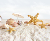 Seashells On The Beach screenshot #1 176x144