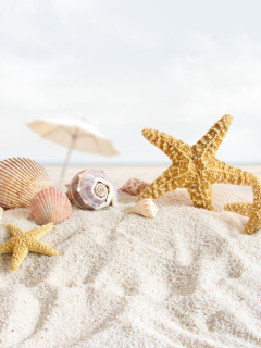 Das Seashells On The Beach Wallpaper 240x320