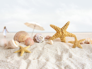 Seashells On The Beach screenshot #1 320x240