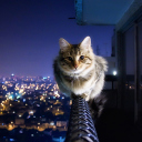 Cat Not Afraid Of Height wallpaper 128x128