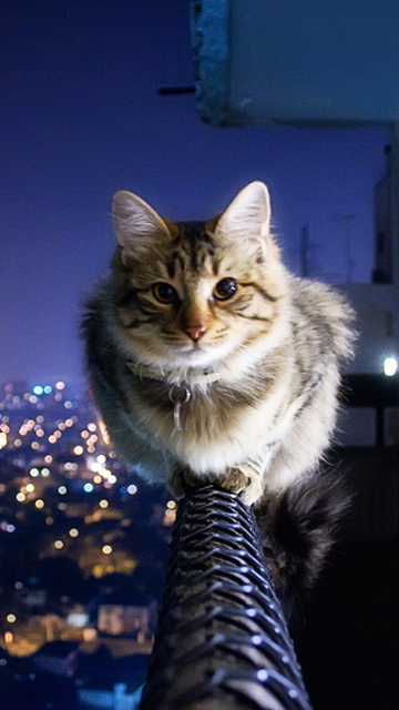 Das Cat Not Afraid Of Height Wallpaper 360x640