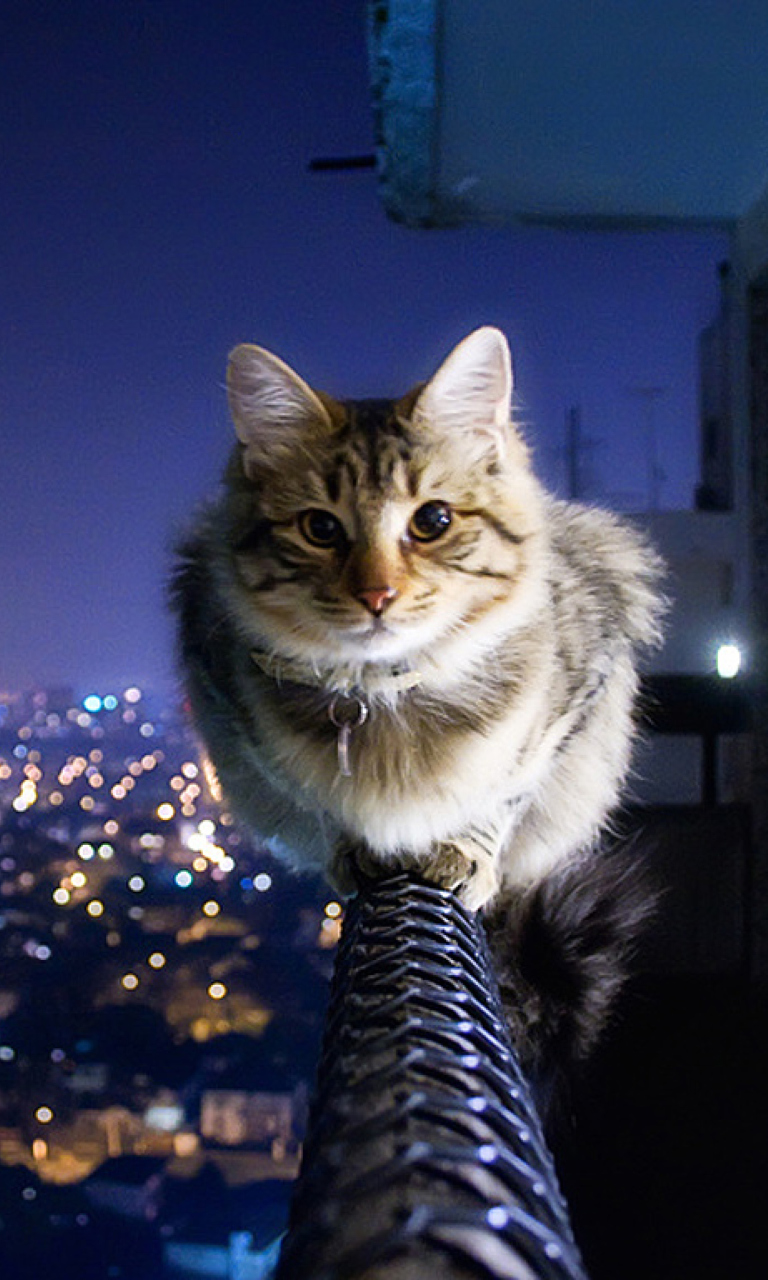 Cat Not Afraid Of Height wallpaper 768x1280