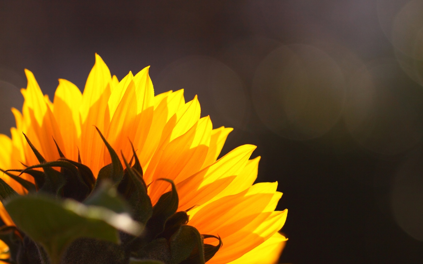 Screenshot №1 pro téma Sunflower 1440x900