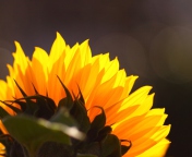 Обои Sunflower 176x144