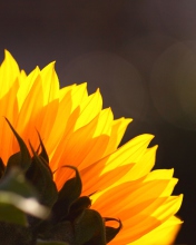 Fondo de pantalla Sunflower 176x220