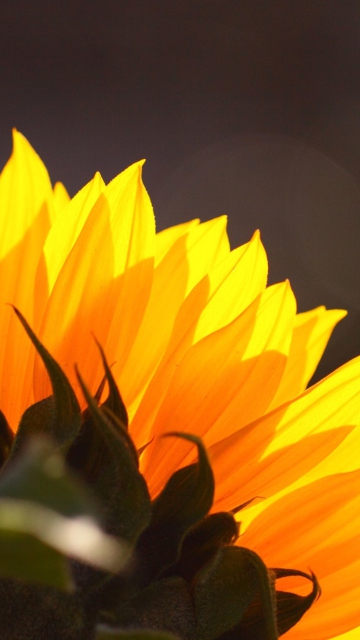 Fondo de pantalla Sunflower 360x640