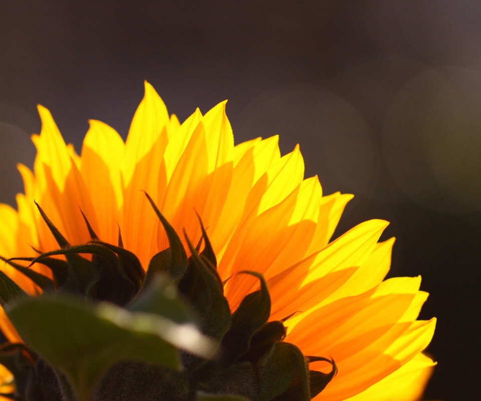 Sunflower screenshot #1 960x800