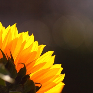 Sunflower - Fondos de pantalla gratis para 1024x1024