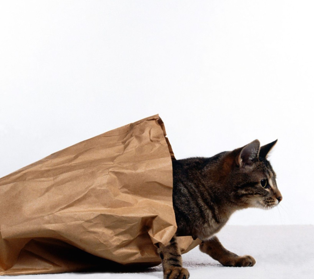 Das Cat In Paperbag Wallpaper 1080x960
