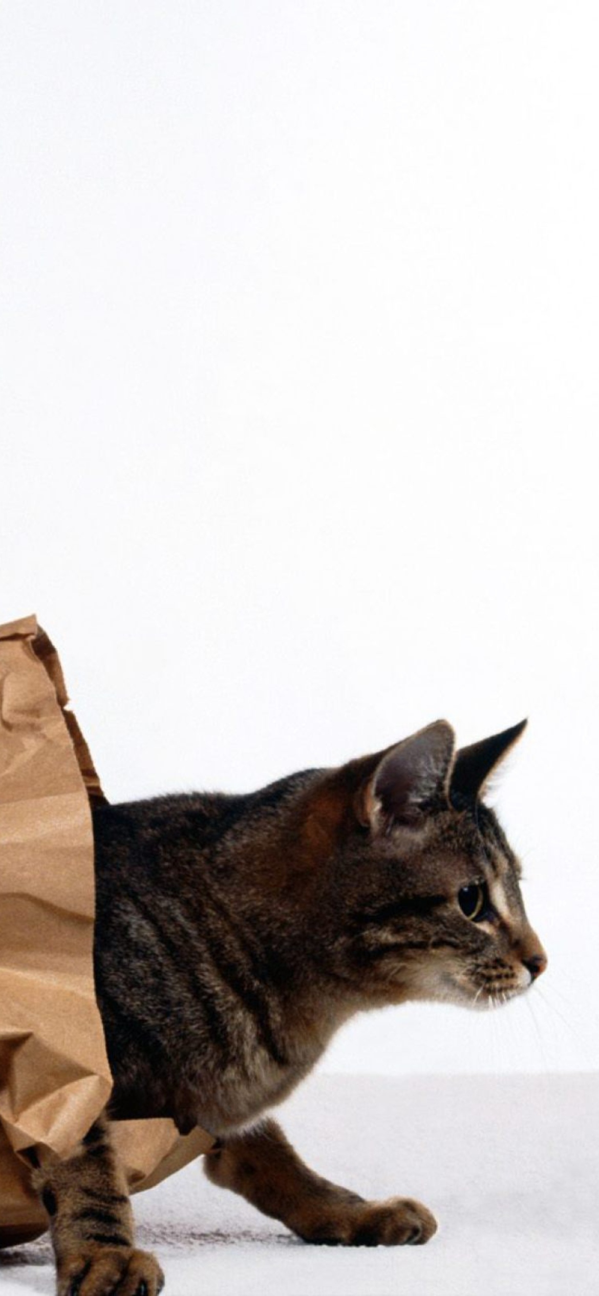Das Cat In Paperbag Wallpaper 1170x2532