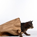 Screenshot №1 pro téma Cat In Paperbag 128x128