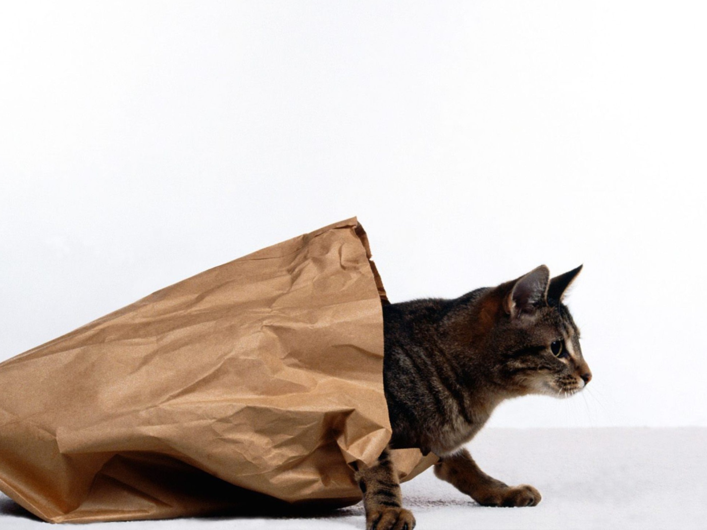 Обои Cat In Paperbag 1400x1050