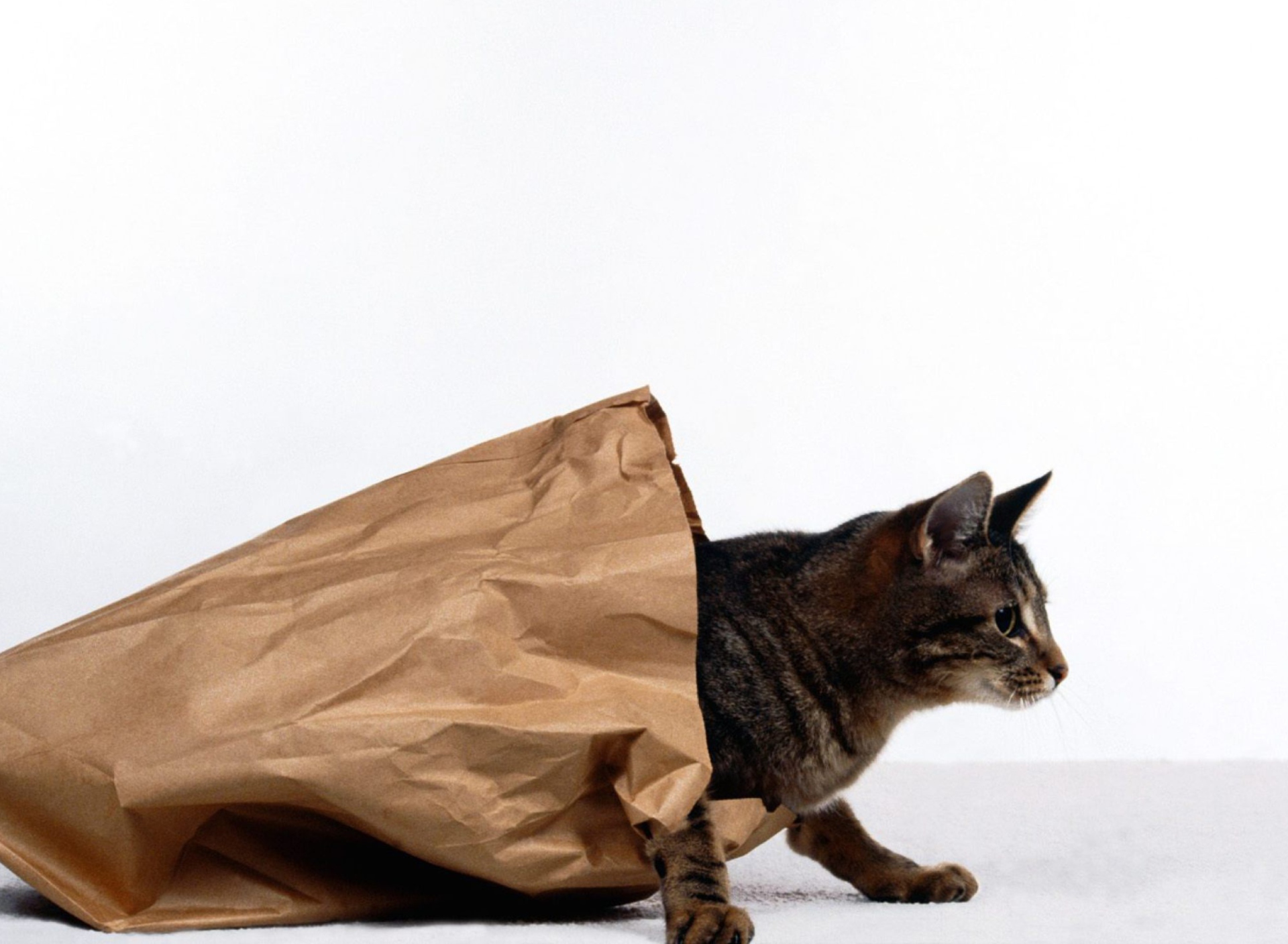 Обои Cat In Paperbag 1920x1408