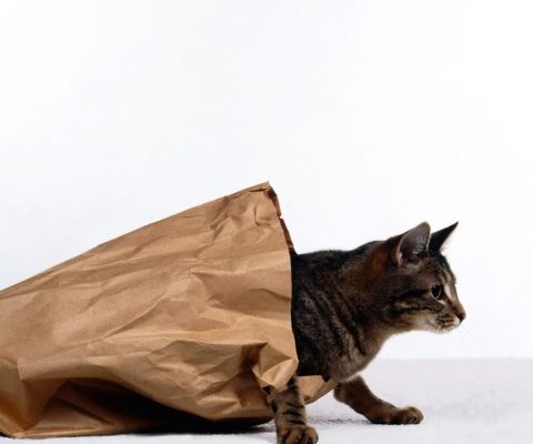 Das Cat In Paperbag Wallpaper 480x400
