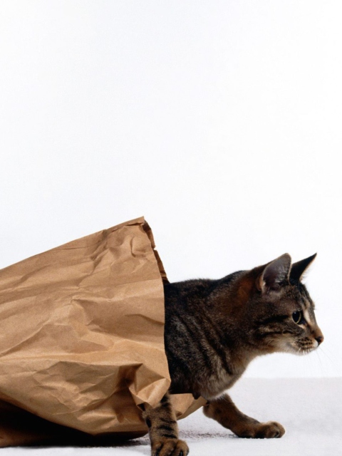 Обои Cat In Paperbag 480x640
