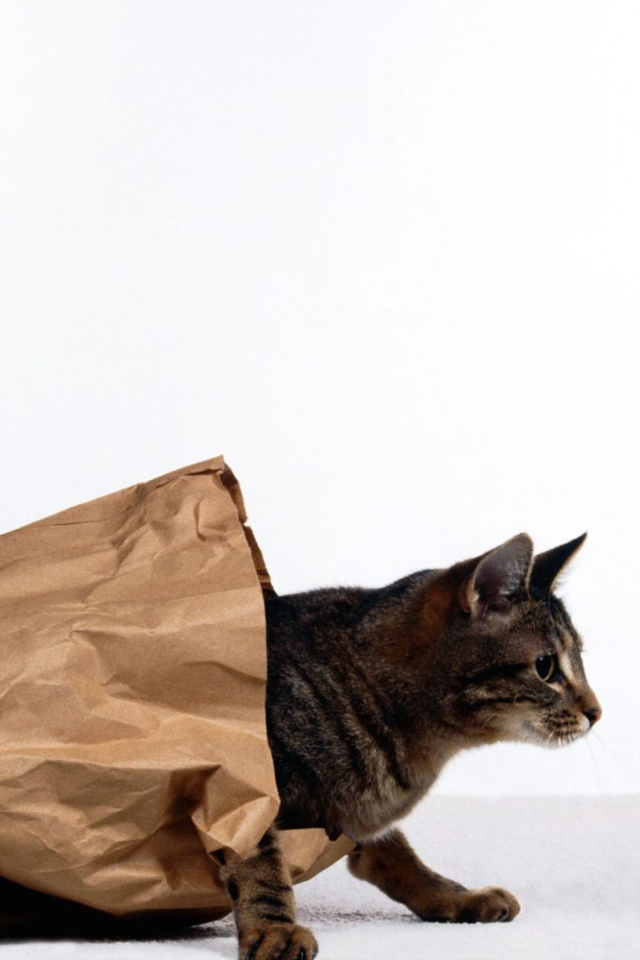 Das Cat In Paperbag Wallpaper 640x960