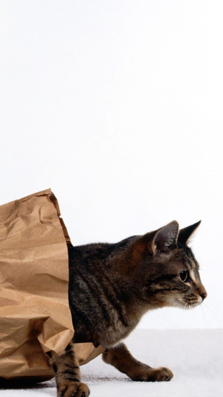 Обои Cat In Paperbag 750x1334