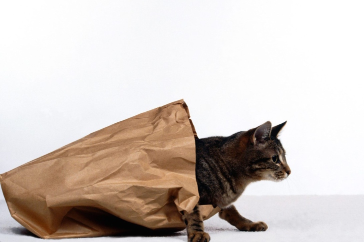 Обои Cat In Paperbag