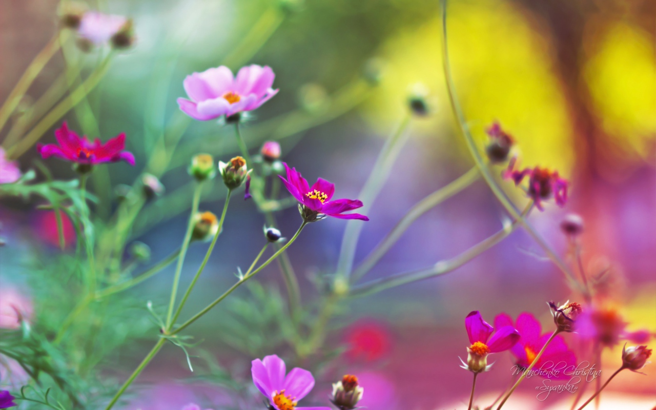 Amazing Pink Flowers screenshot #1 1280x800