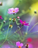 Amazing Pink Flowers screenshot #1 128x160