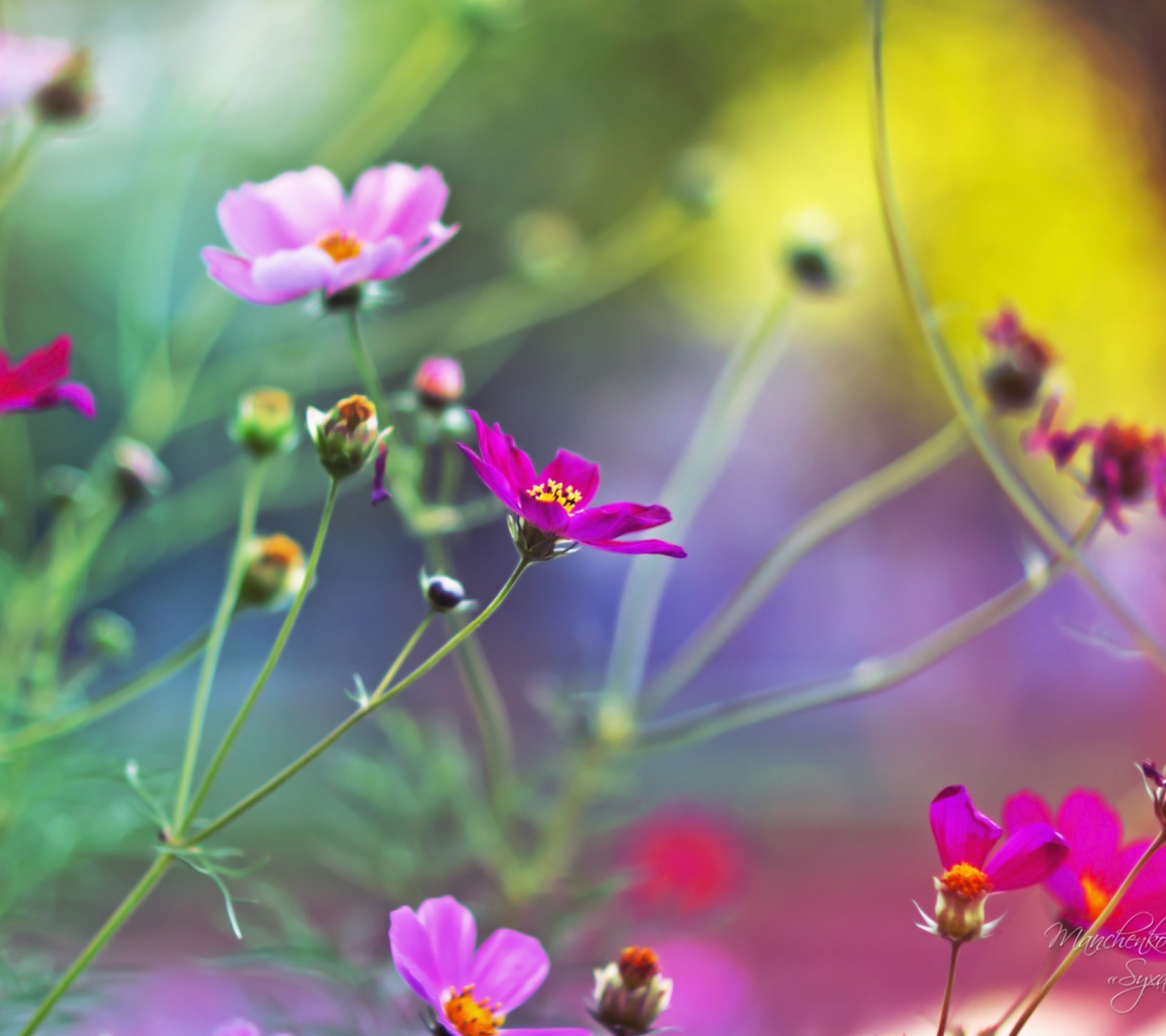 Обои Amazing Pink Flowers 1440x1280