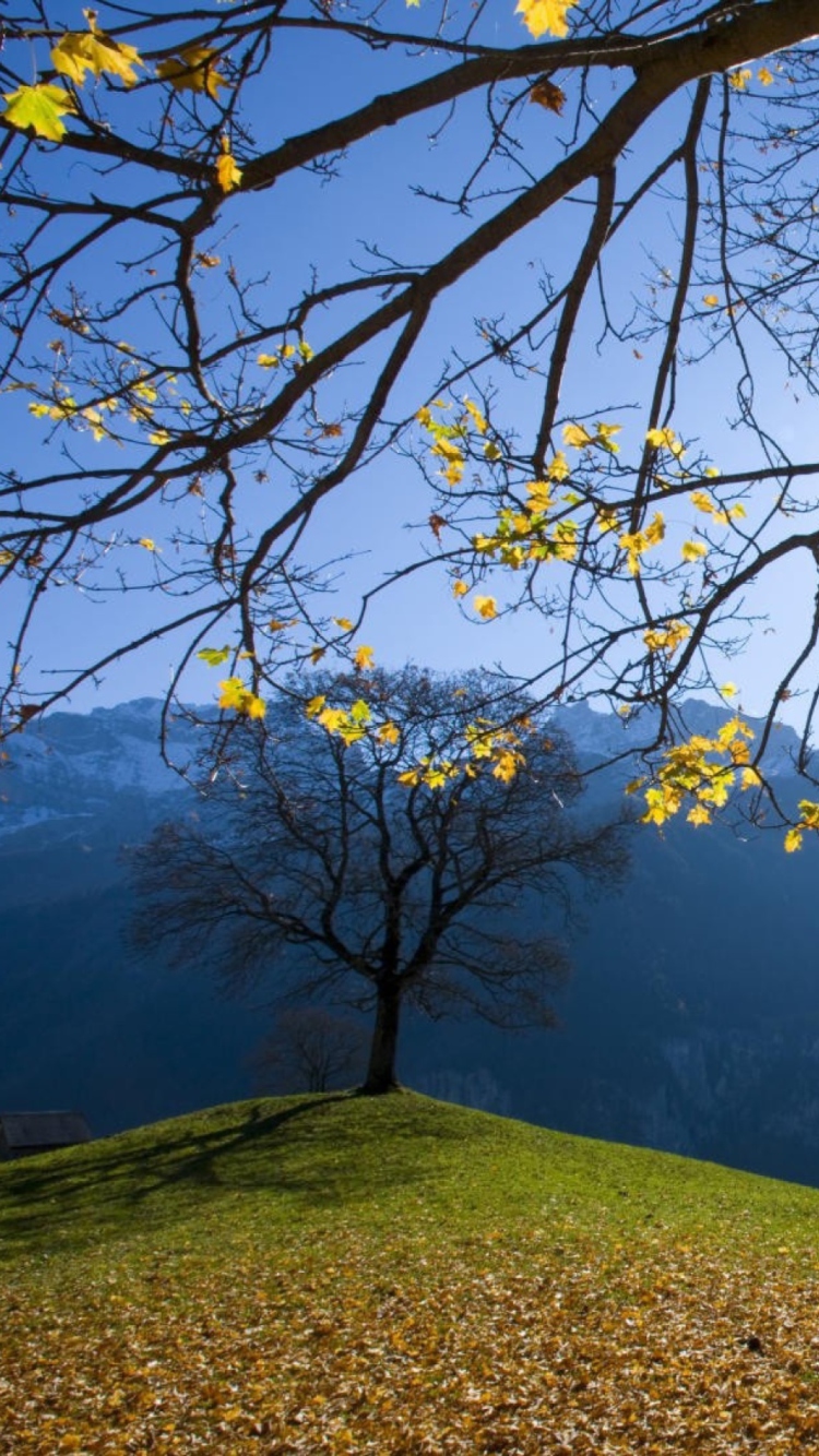 Sunny Autumn In The Mountains wallpaper 750x1334