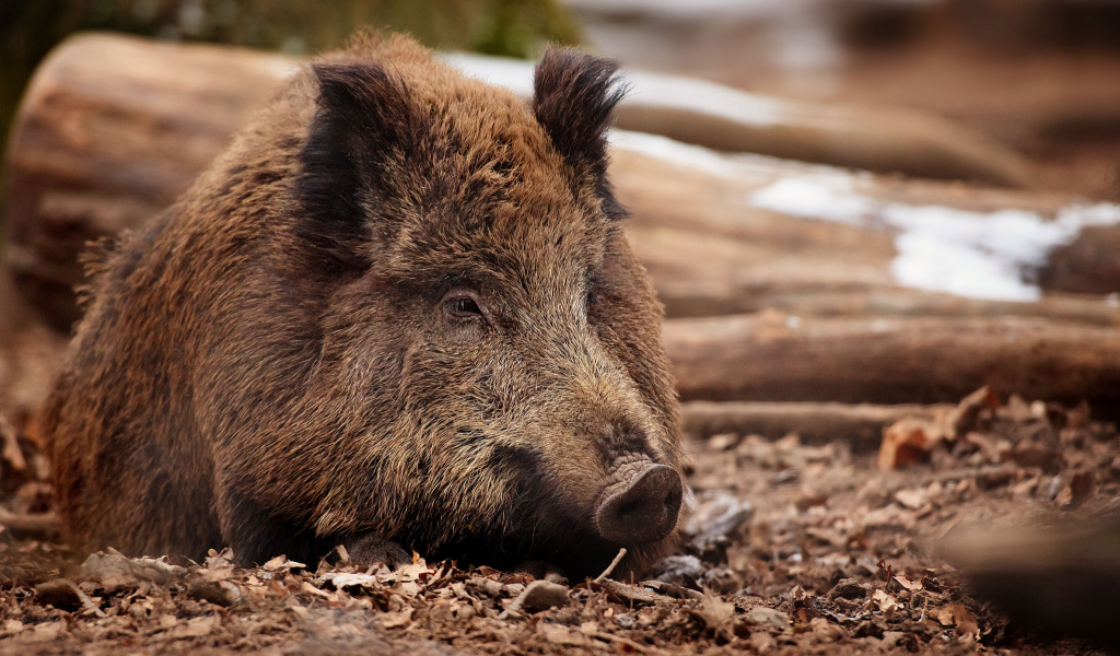 Wild Boar screenshot #1 1024x600