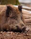 Wild Boar wallpaper 128x160