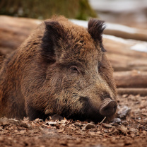 Das Wild Boar Wallpaper 208x208