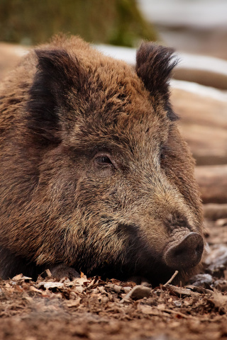 Das Wild Boar Wallpaper 320x480