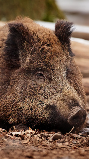 Das Wild Boar Wallpaper 360x640