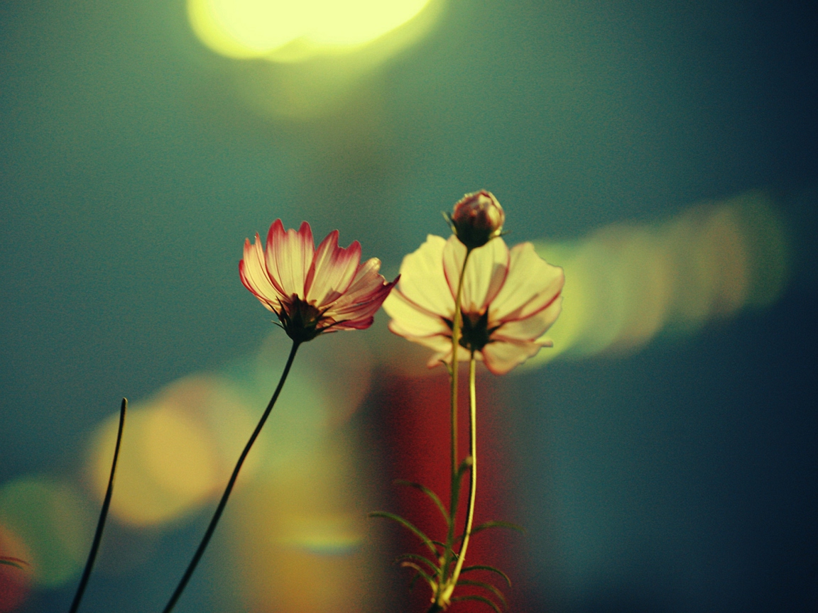 Flowers And Sprout wallpaper 1152x864