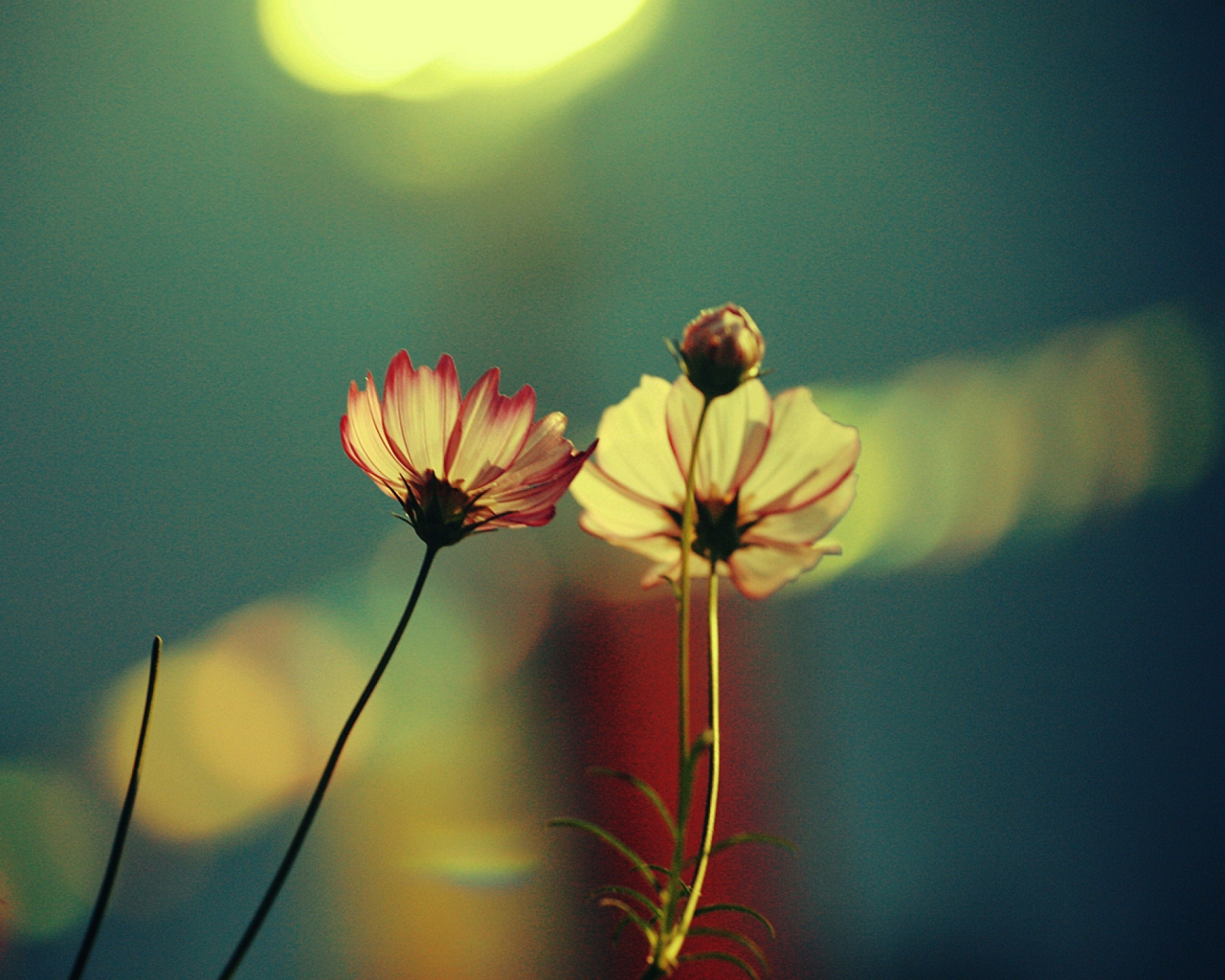 Обои Flowers And Sprout 1280x1024