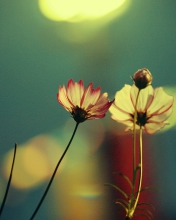 Flowers And Sprout screenshot #1 176x220