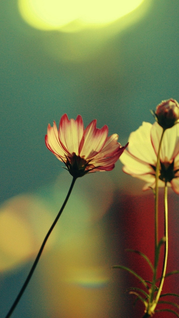 Flowers And Sprout screenshot #1 360x640