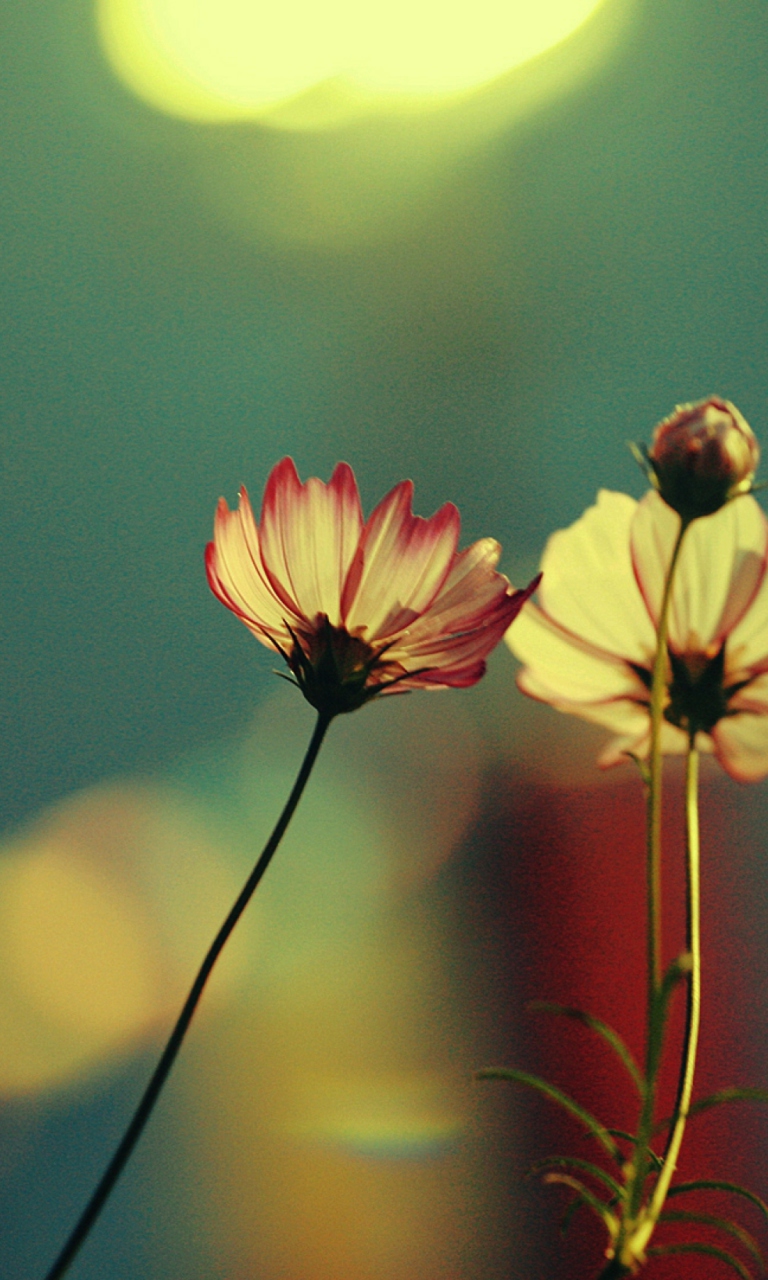 Flowers And Sprout wallpaper 768x1280
