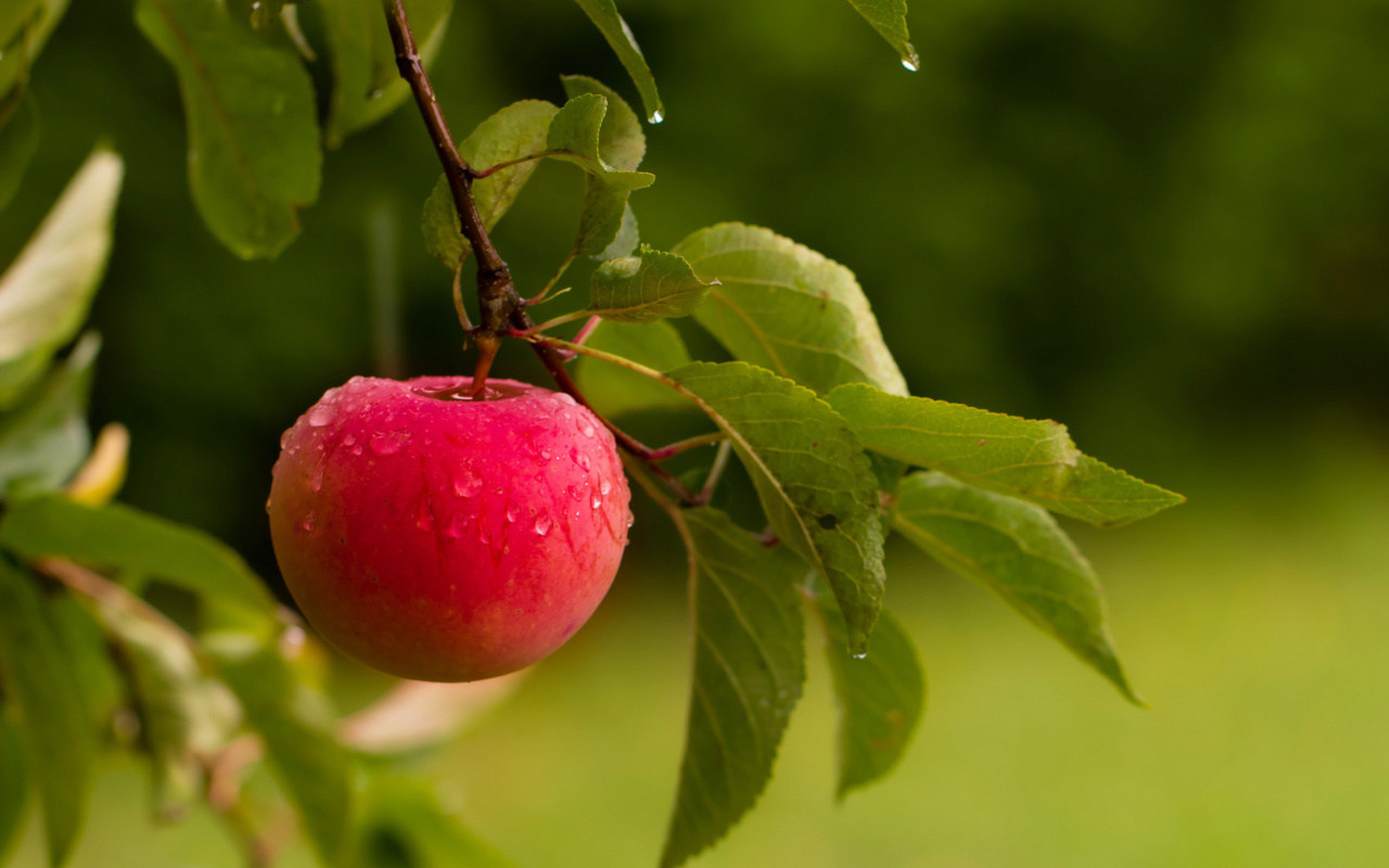 Fondo de pantalla Apple Orchard 1280x800