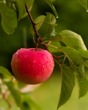 Apple Orchard wallpaper 128x160