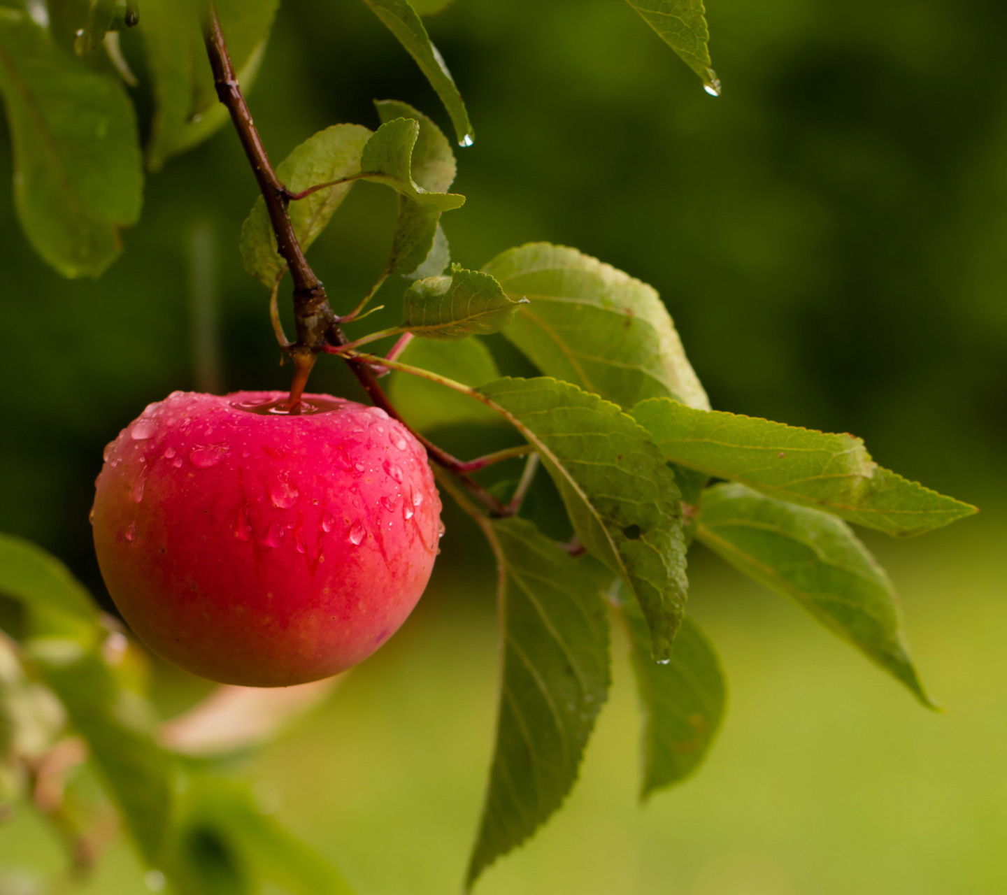 Apple Orchard wallpaper 1440x1280