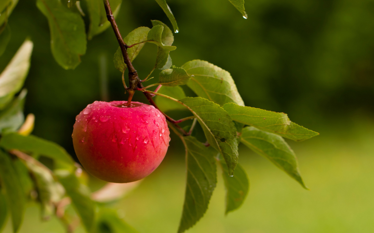 Das Apple Orchard Wallpaper 1440x900