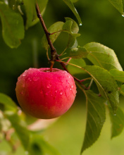 Fondo de pantalla Apple Orchard 176x220