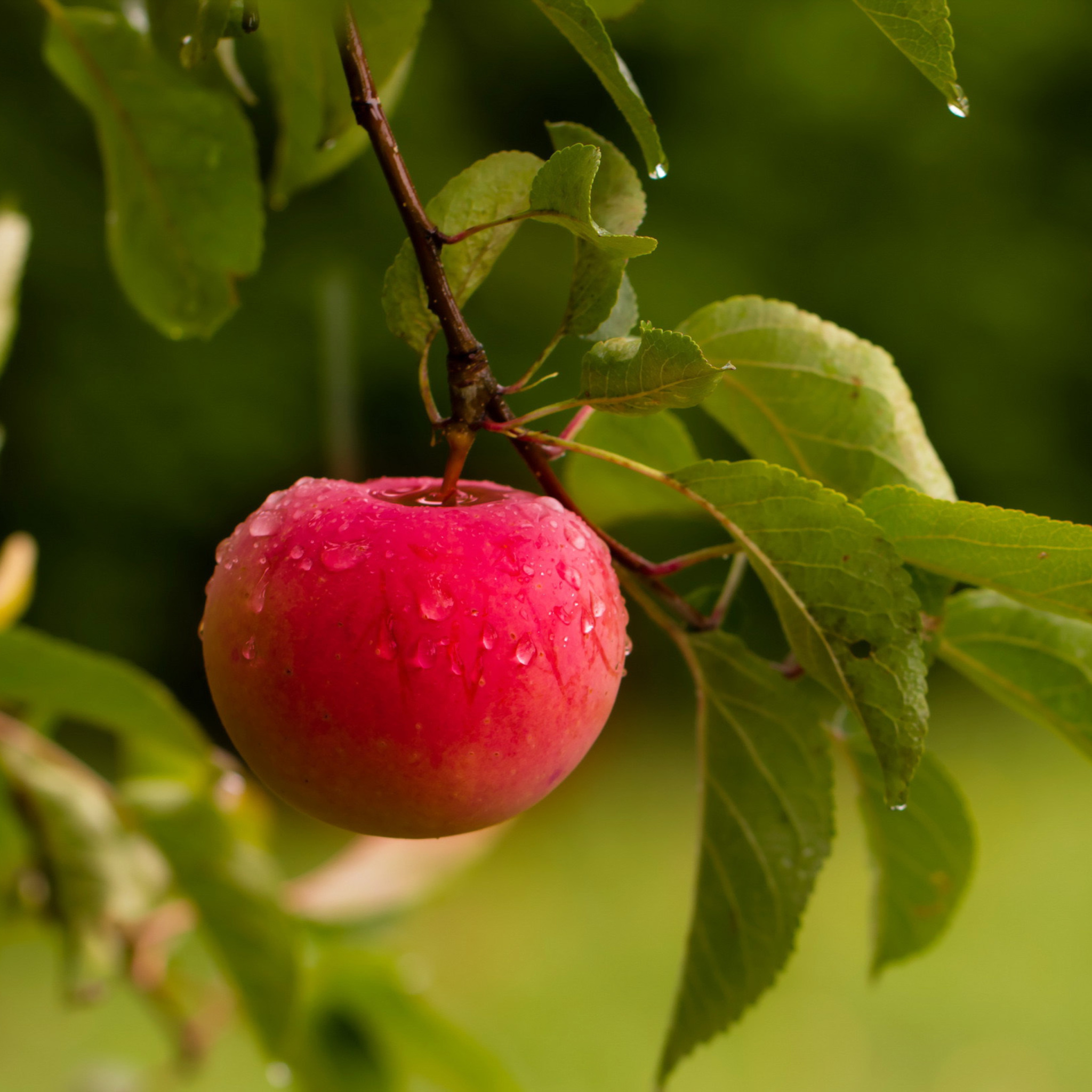 Fondo de pantalla Apple Orchard 2048x2048