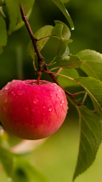 Обои Apple Orchard 360x640