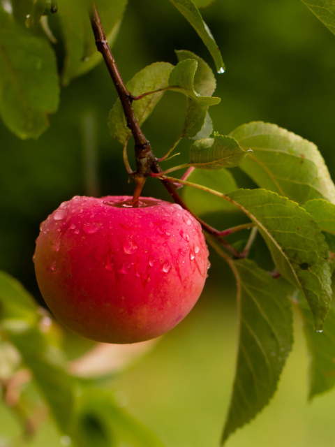 Apple Orchard wallpaper 480x640