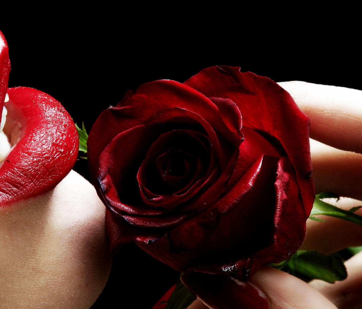 Sfondi Red Rose and Lipstick 1200x1024