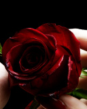 Red Rose and Lipstick wallpaper 128x160